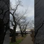春待ちわびる･足羽川原の桜並木