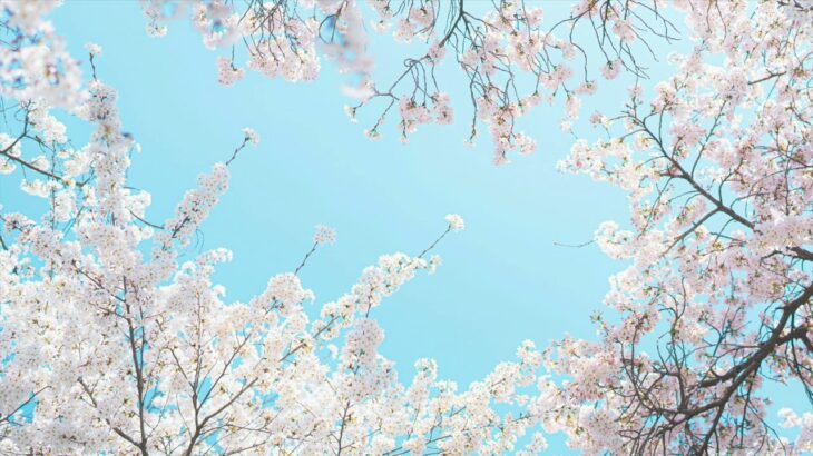 気分が晴れていく音楽と桜、瞑想、リラックス、春の癒し音楽、美しい桜の風景