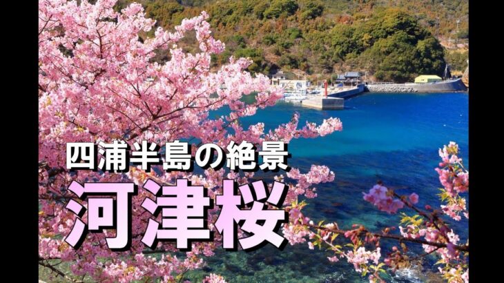 四浦半島の絶景「河津桜」の風景