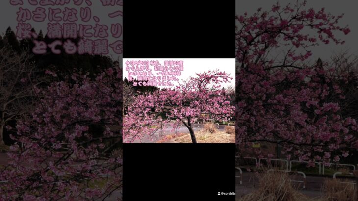 【河津桜満開に咲く】春が来た～河津桜、例年以上に美しく綺麗に咲き、満開です。#満開#満開の桜#河津桜#季節限定 #春 #季節#見頃 #美しい#綺麗#かわいい#四季#花#さくら#桜#魅力#風景 #写真ち