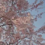 桜③　日本の風景