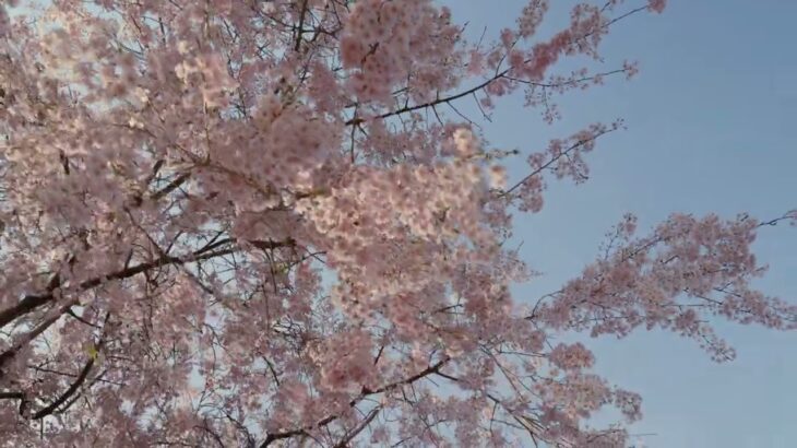 桜③　日本の風景