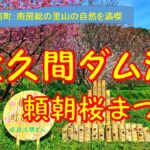 【佐久間ダム湖親水公園の頼朝桜まつり】南房総で一番の桜の名所は、のどかな里山の風景と花々が楽しめます。