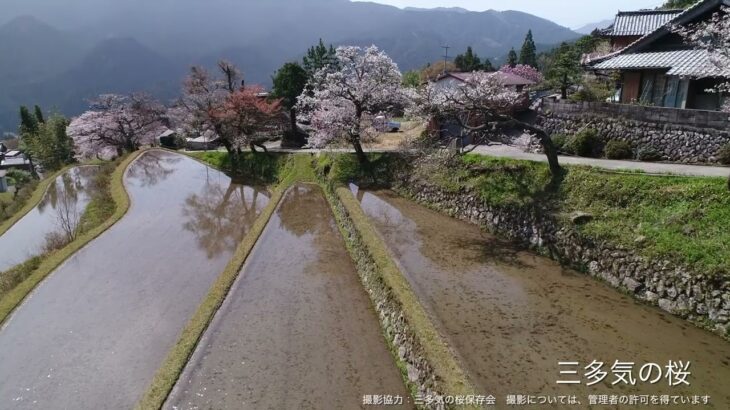 三多気の桜【ドローン撮影】(津市)｜観光三重｜三重県の観光・旅行情報