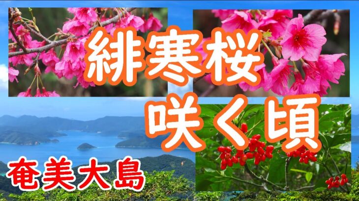 【癒し/自然の風景】満開の「緋寒桜」と鳥のさえずり