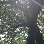 沖縄北部やんばるの桜🌸と自然の風景と木漏れ日