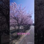 カワヅサクラが見頃になってきました【うっきっき〜】#桜 #風景 #熊野古道