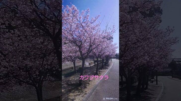 カワヅサクラが見頃になってきました【うっきっき〜】#桜 #風景 #熊野古道
