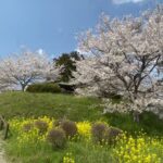 桜【築館城跡】宮城県大郷町羽生・築館公園の桜と菜の花が満開の風景