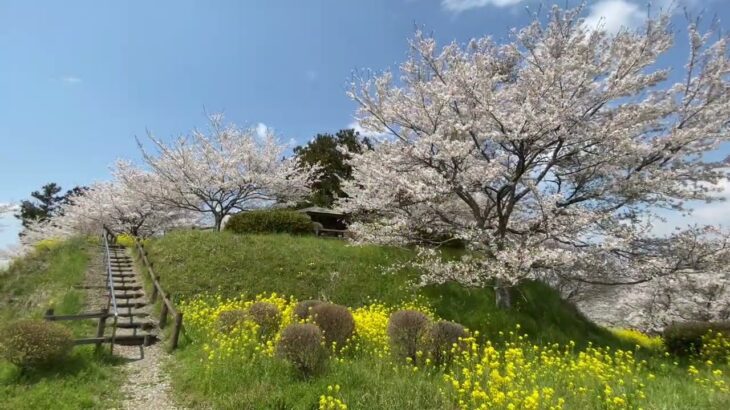 桜【築館城跡】宮城県大郷町羽生・築館公園の桜と菜の花が満開の風景