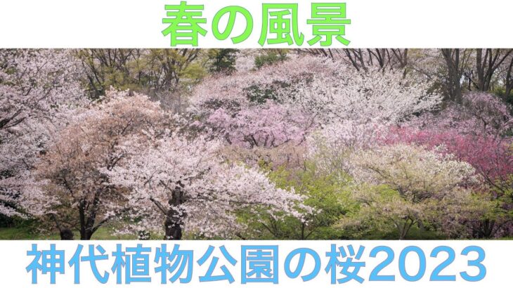 春の風景　神代植物公園の桜 2023