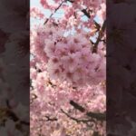 河津桜が可憐でした　　　　　　#日本の風景 #日本の四季 #風景 #春 #春の風景 #春の訪れ #さくら #桜 #河津桜 #お散歩 #福島県 #いわき市#2024