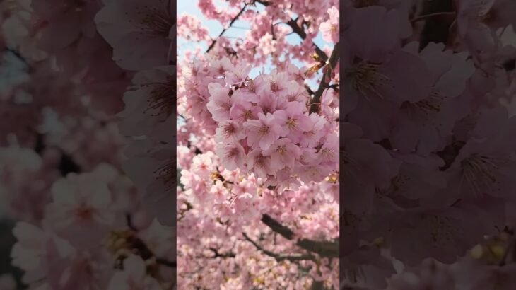 河津桜が可憐でした　　　　　　#日本の風景 #日本の四季 #風景 #春 #春の風景 #春の訪れ #さくら #桜 #河津桜 #お散歩 #福島県 #いわき市#2024