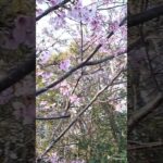 サクラサク／2024.3.29／出先からの帰り道／#桜 #自然音 #自然風景 #さくら