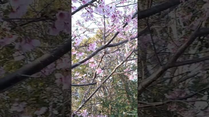 サクラサク／2024.3.29／出先からの帰り道／#桜 #自然音 #自然風景 #さくら