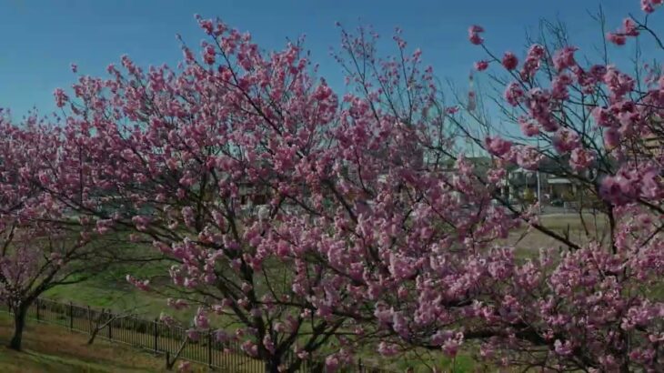 【風景と自然】逢妻川の河津桜 刈谷市、愛知県2024年2月26日[Landscape and nature]Kawazu cherry blossoms on the Aizuma River