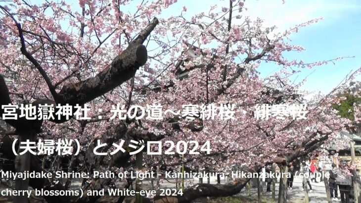 宮地嶽神社：光の道～寒緋桜・緋寒桜（夫婦桜）とメジロ2024Miyajidake Shrine Path of Light – Cherry Blossoms and White-eye