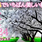 春日部【埼玉県でいちばん美しい桜並木】2024かすかべSAKURAフェスタ│Used to This – Maybe song playlist 自然の風景4K cherryblossom.japan