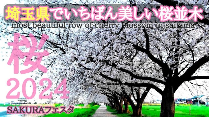 春日部【埼玉県でいちばん美しい桜並木】2024かすかべSAKURAフェスタ│Used to This – Maybe song playlist 自然の風景4K cherryblossom.japan