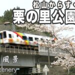 松山からすぐ行けて桜が見頃！伊予市の栗の里公園は桜が見頃を迎えています｜愛媛の風景(225)｜2024.03.30