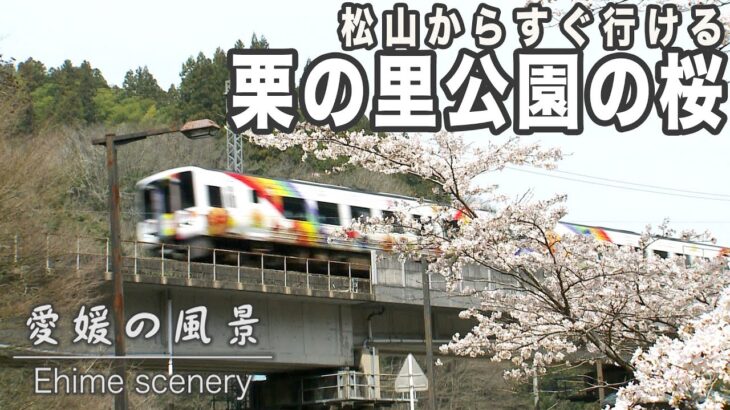 松山からすぐ行けて桜が見頃！伊予市の栗の里公園は桜が見頃を迎えています｜愛媛の風景(225)｜2024.03.30