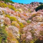 [ 奈良 ] 桜スポット 吉野山 上千本 ドローンによる空撮 開花予定時期3月末~4月上旬 〜撮って出しデータ〜