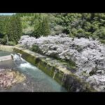 故郷の桜並木　ドローン空撮【4K】　鹿児島県薩摩川内市田海町