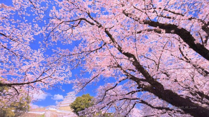 4K映像 桜の名所「姫路城の桜Ⅱ」Japan Cherry Blossom  Himeji Castle 世界文化遺産 日本の四季 春 兵庫県姫路市 4月上旬 お花見 絶景自然風景 観光旅行 8K撮影