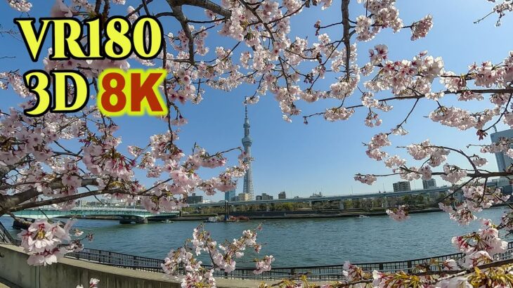 [ 8K 3D VR180 ] 2024年 満開の大寒桜（オオカンザクラ）上野公園＆隅田公園