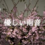 桜と雪[作業用・瞑想用・睡眠用BGM]