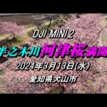 DJI MINI 2 『半之木川  河津桜  満開』ドローン空撮  2024.3.13(水)  【愛知県犬山市】