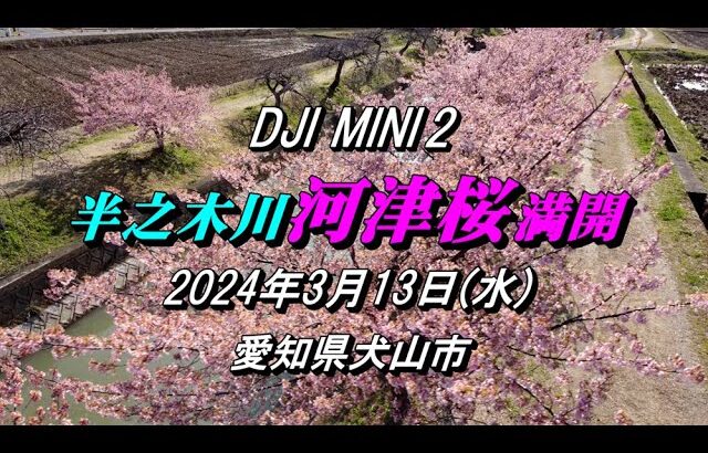 DJI MINI 2 『半之木川  河津桜  満開』ドローン空撮  2024.3.13(水)  【愛知県犬山市】