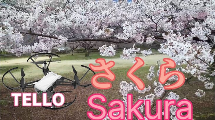 【DJI TELLO】Sakura　さくら　#dronefootage #tello #さくら #さくら#お花見