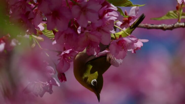 【風景と自然】河津桜 蒲郡クラシックホテル[Landscape and nature]Beautiful gdn: Kawazu cherry bloss, white-eye, Takeshima