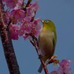 【風景と自然】メジロ　樫野埼にて　河津桜とともに [Landscape and nature]White-eye at Cape Kashino with Kawazu cherry blossoms