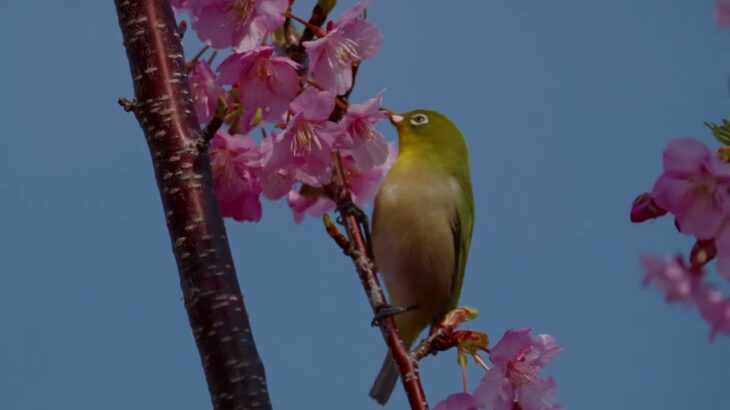 【風景と自然】メジロ　樫野埼にて　河津桜とともに [Landscape and nature]White-eye at Cape Kashino with Kawazu cherry blossoms