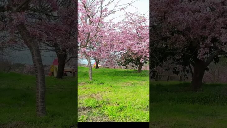 Sakura in full bloom #drone #空撮映像 #mavic3 #dji #djiドローン #ドローン空撮 #さくら #sakura #豊前市 #河津桜 #満開の桜