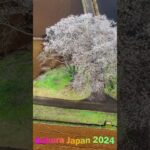 田園風景の中にたたずむ美しい一本桜🌸#japan #dronevide