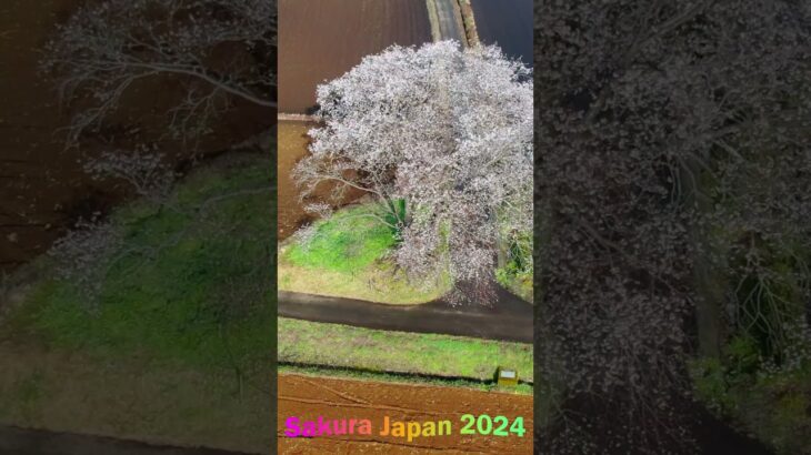 田園風景の中にたたずむ美しい一本桜🌸#japan #dronevide