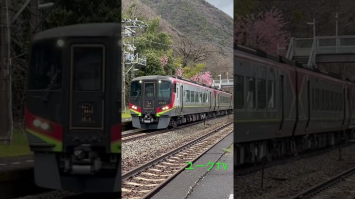 桜、遠くからだと綺麗に見える😄 #jr四国 #気動車 #ユークtv #鉄道のある風景 #train #鉄道 #乗り鉄 #railway #桜 #箸蔵駅#徳島県 #特急南風 #2700系