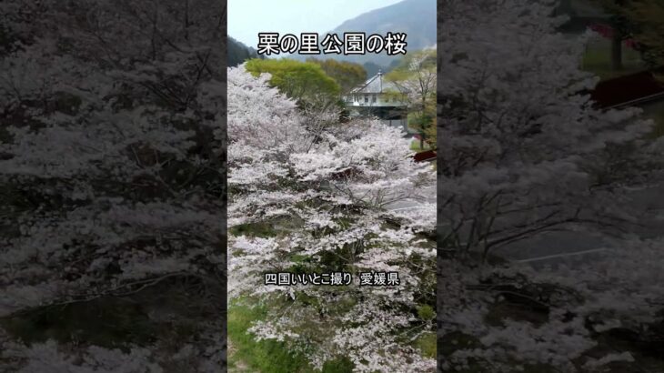 栗の里公園の桜 四国いいとこ撮り 愛媛県 #shorts