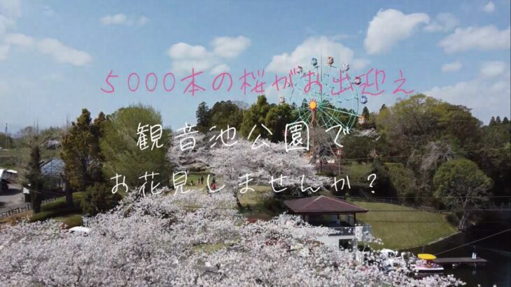 【観音池公園】観音池公園でお花見しませんか？［ドローン撮影］