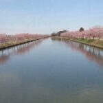 逆さ河津桜🌸綺麗だ😍🌸✨　#春　#河津桜　#逆さ桜　#自然のある風景