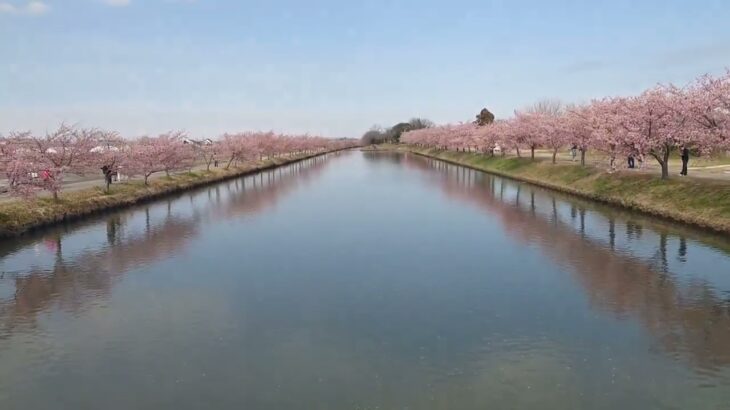 逆さ河津桜🌸綺麗だ😍🌸✨　#春　#河津桜　#逆さ桜　#自然のある風景