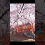 【風景写真】桜の街の美麗な景色