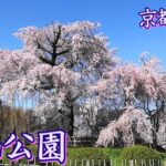 【京都の桜】京都随一の桜の名所円山公園