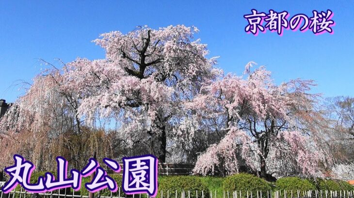 【京都の桜】京都随一の桜の名所円山公園