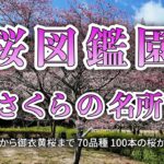 『桜図鑑園』