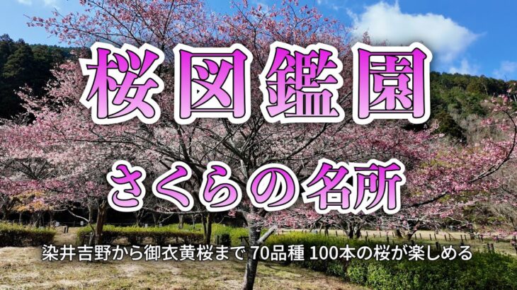 『桜図鑑園』