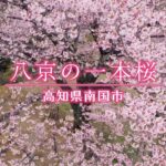 【写真家必見】一本桜に込められた想い/八京の一本桜・桜に恋した男性の物語